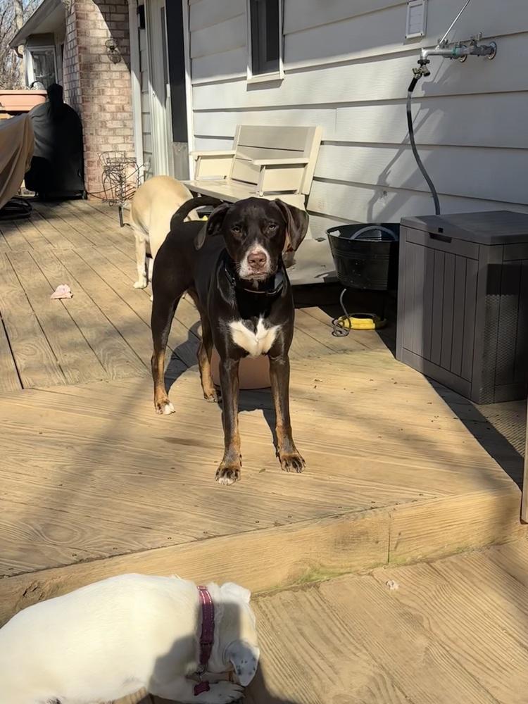 Sirius, Adoptable, Young Male Labrador Retriever & Pointer.