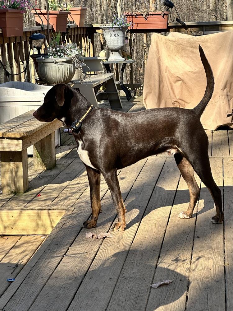 Enlarge Sirius, a Adoptable mixed breed in Washington, DC image 2/6