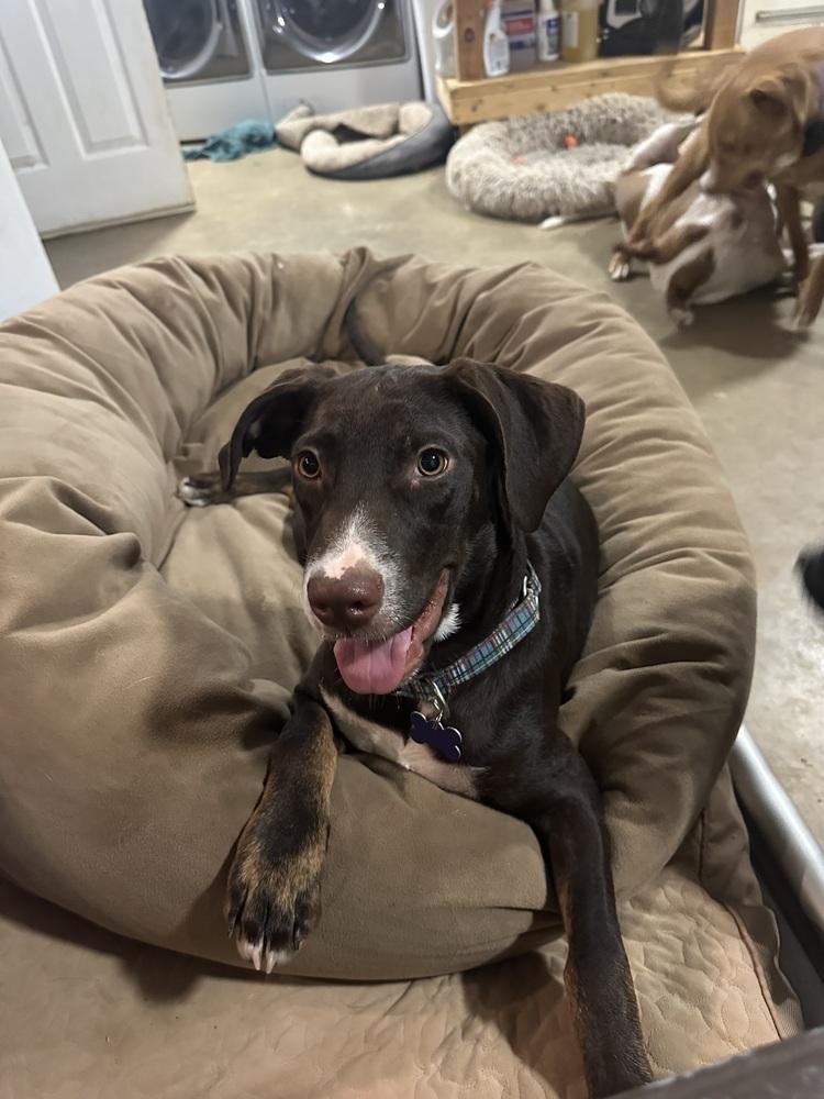 Enlarge Sirius, a Adoptable mixed breed in Washington, DC image 1/5