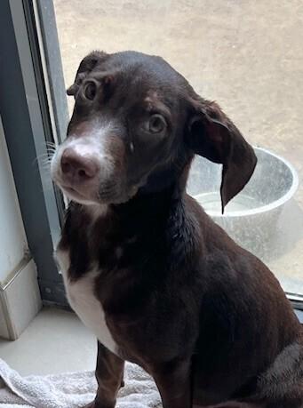 Enlarge Sirius, a Adoptable mixed breed in Washington, DC image 2/5