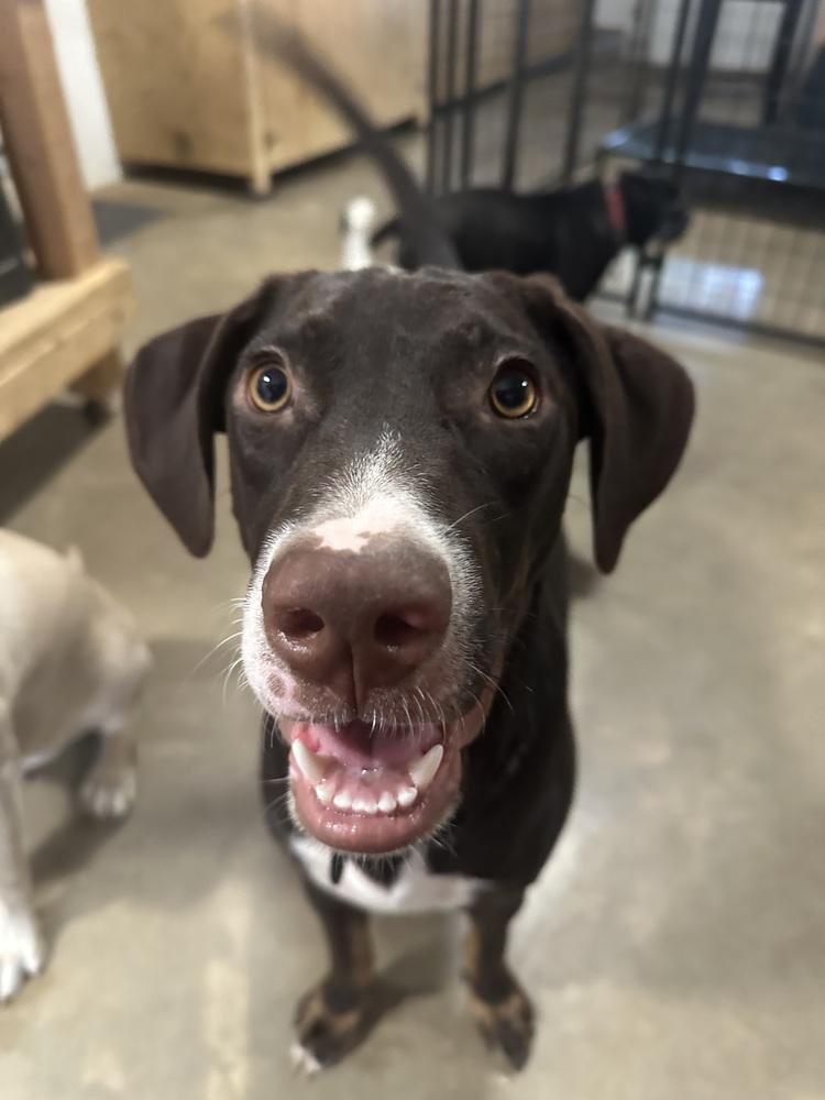 Enlarge Sirius, a Adoptable mixed breed in Washington, DC image 4/5