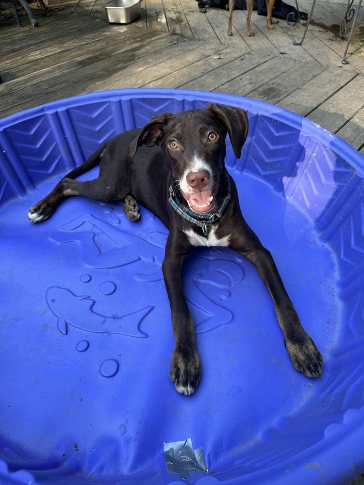 Enlarge Sirius, a Adoptable mixed breed in Washington, DC image 5/5