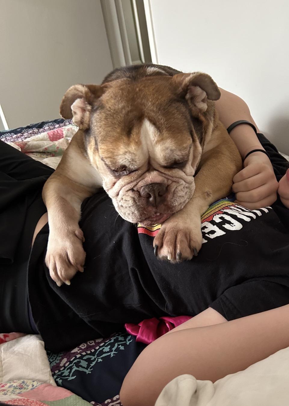 Pumpkin, a ADOPTABLE English Bulldog in Oswego, IL image 2/4
