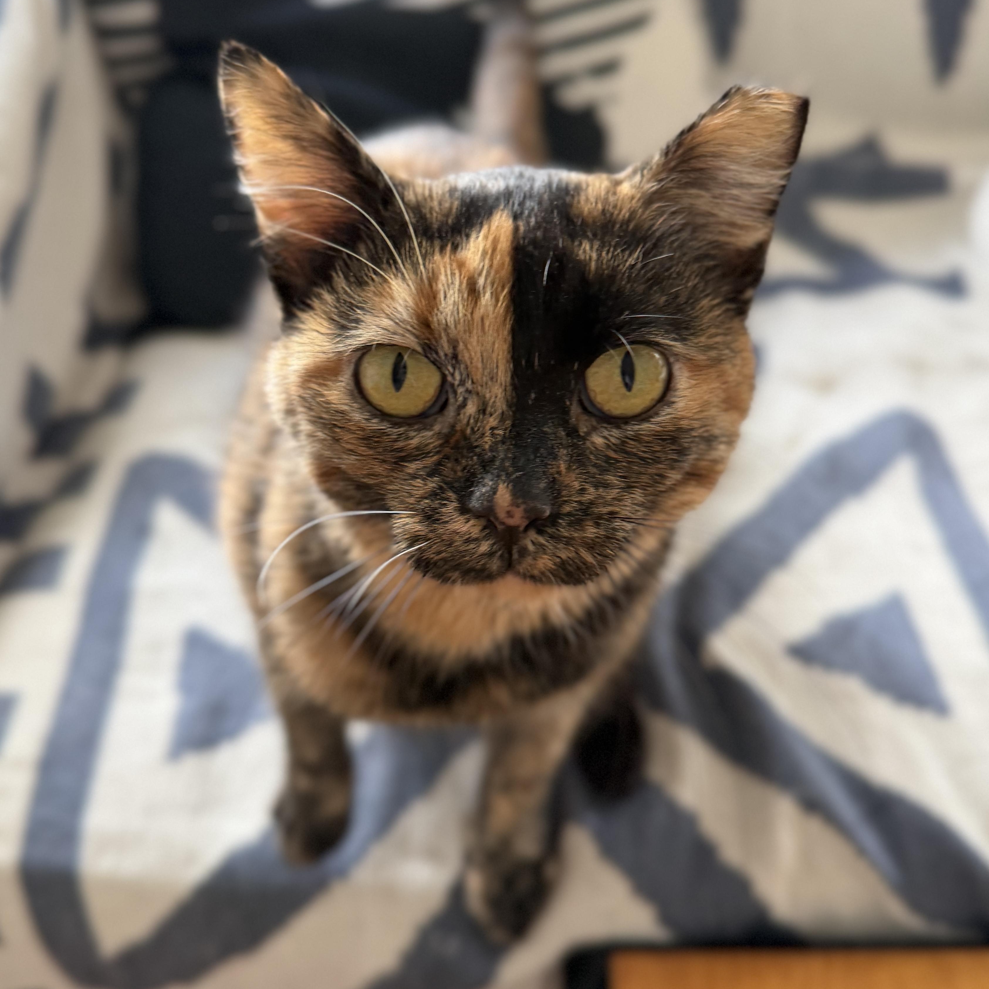 Enlarge Lily, a Adoptable Domestic Short Hair in Roanoke, VA image 1/2