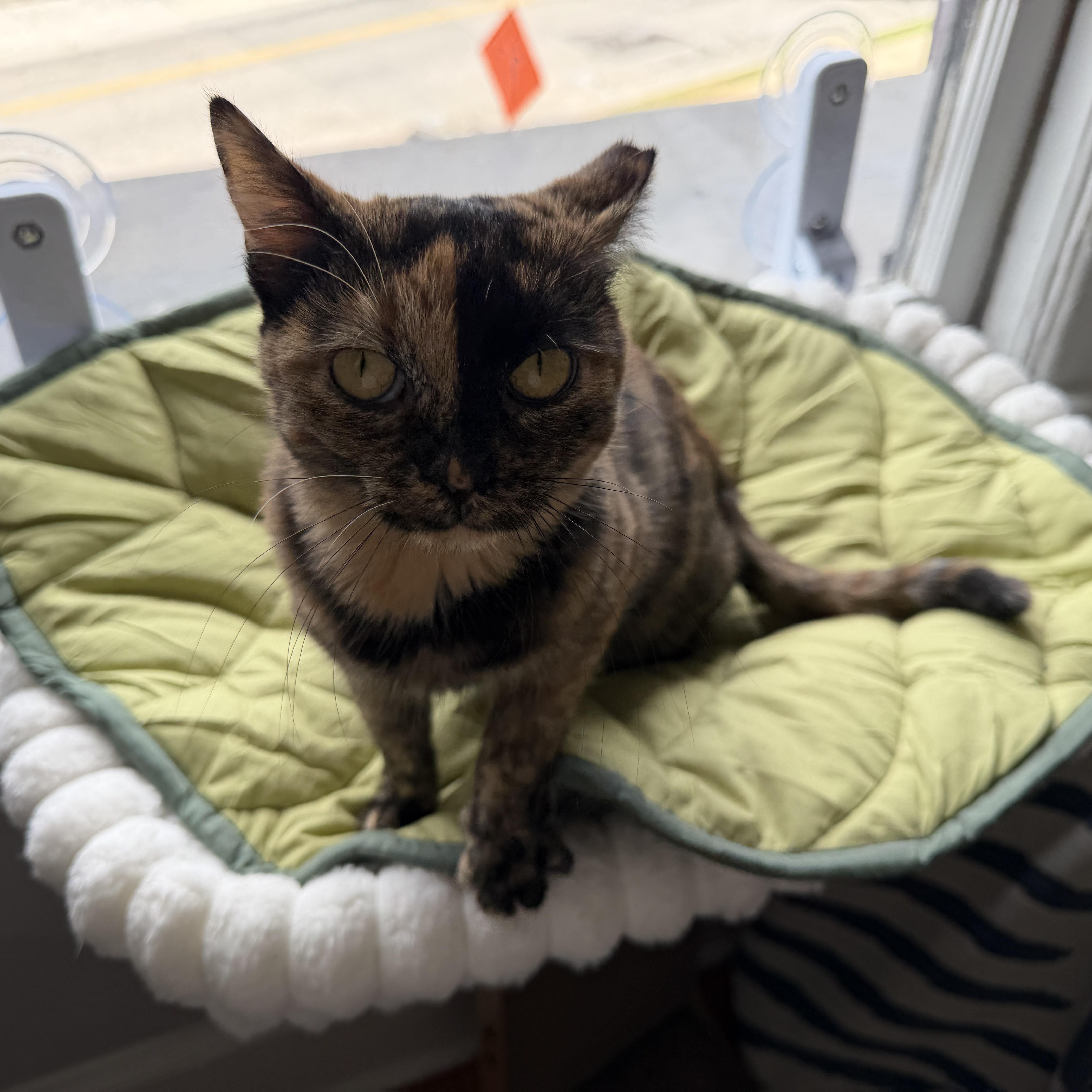 Enlarge Lily, a Adoptable Domestic Short Hair in Roanoke, VA image 2/2