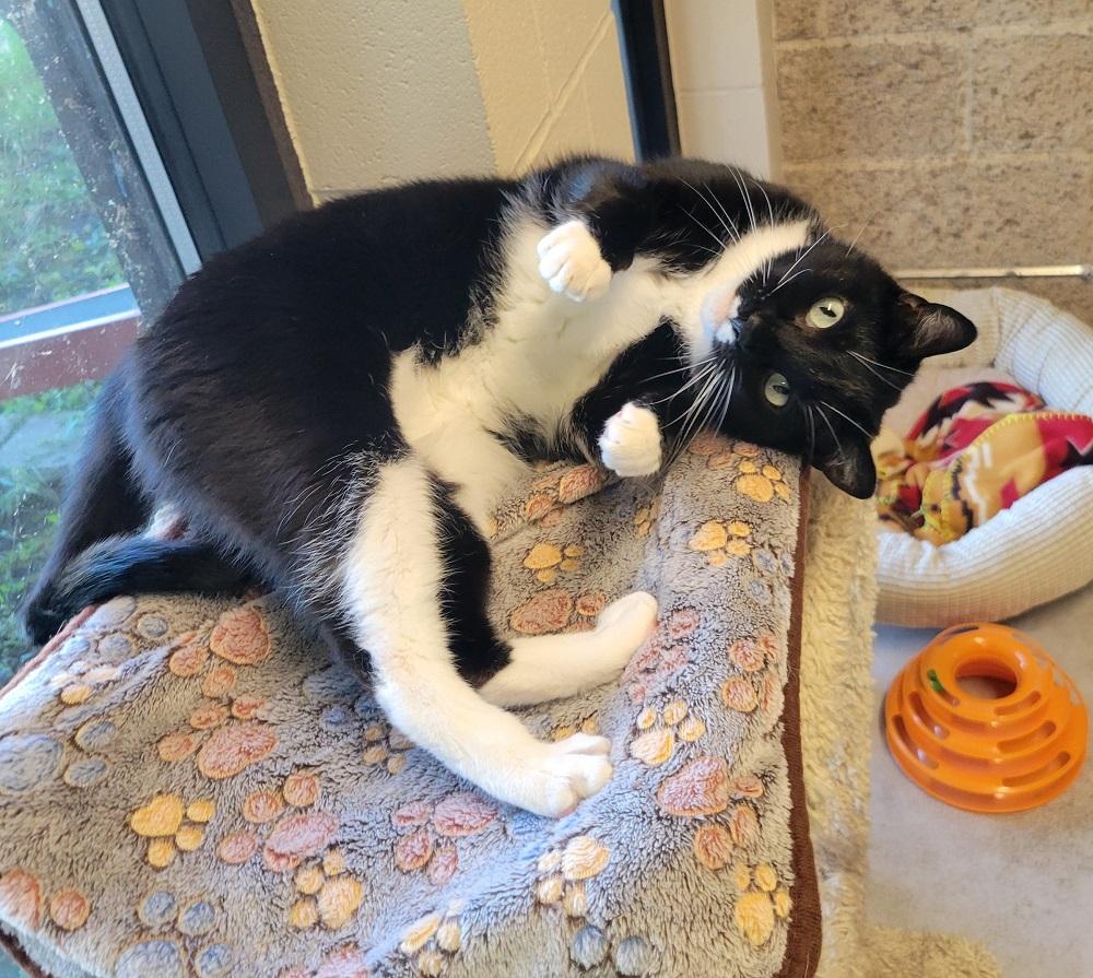 Enlarge Lydia, a Adoptable Domestic Short Hair in Mason City, IA image 2/5
