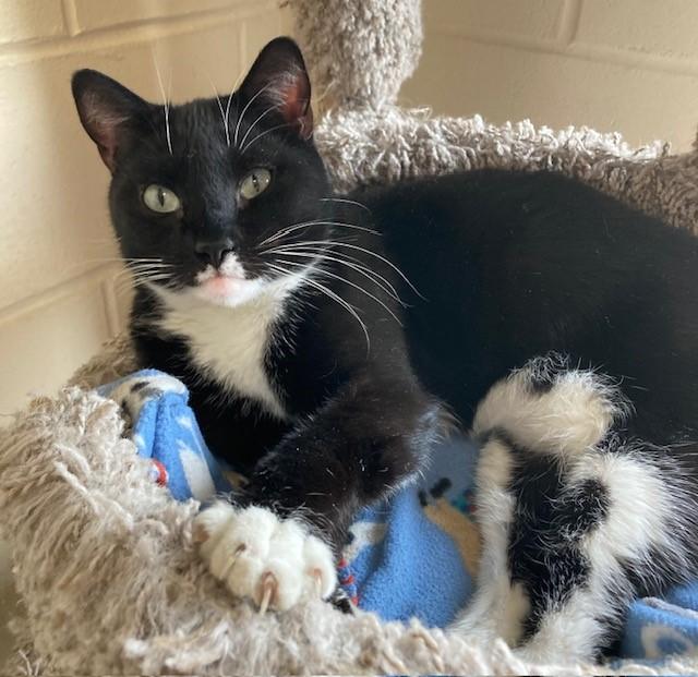 Lydia, Adoptable, Adult Female Domestic Short Hair.