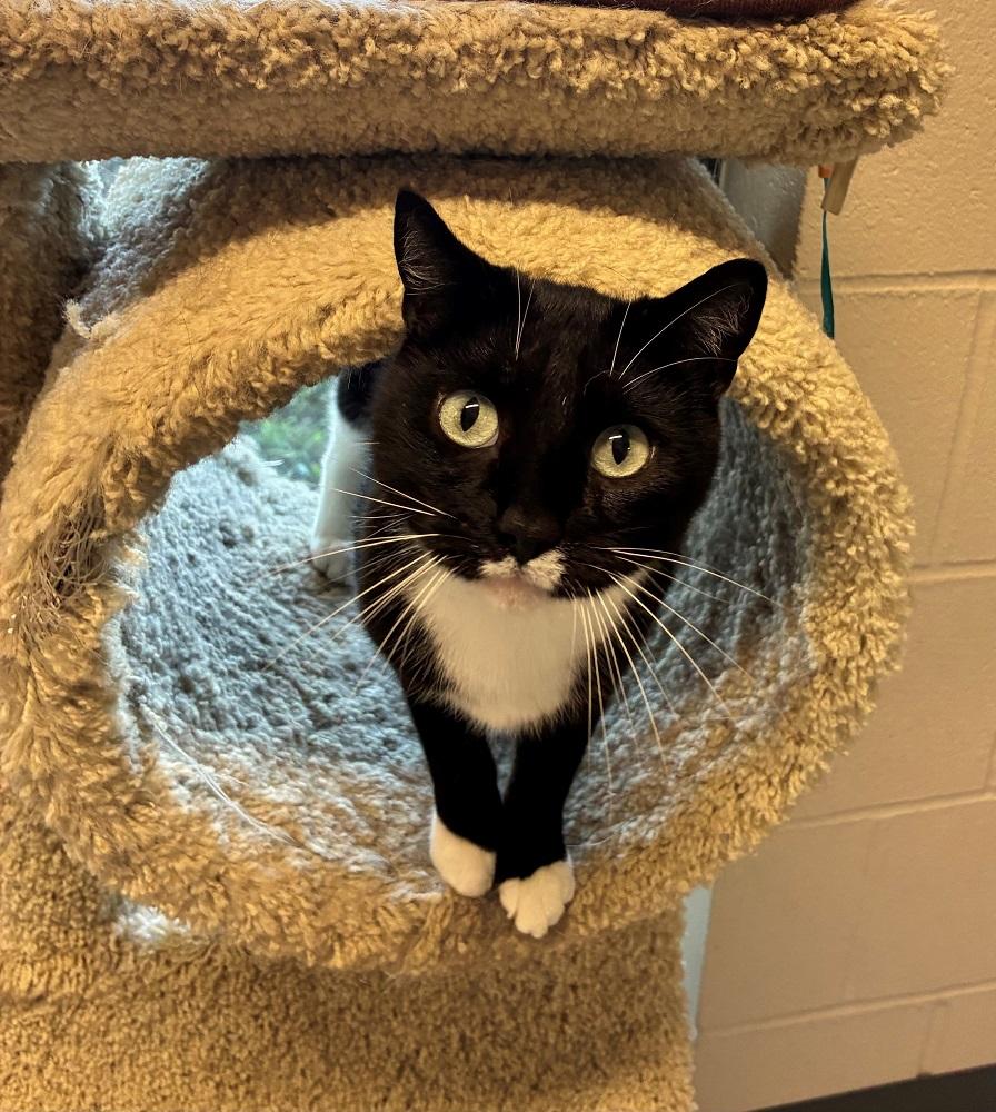 Enlarge Lydia, a Adoptable Domestic Short Hair in Mason City, IA image 3/5