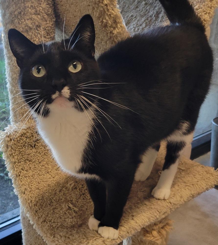 Enlarge Lydia, a Adoptable Domestic Short Hair in Mason City, IA image 1/5