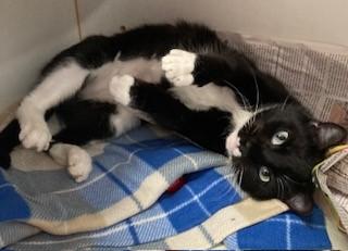 Enlarge Lydia, a Adoptable Domestic Short Hair in Mason City, IA image 2/2