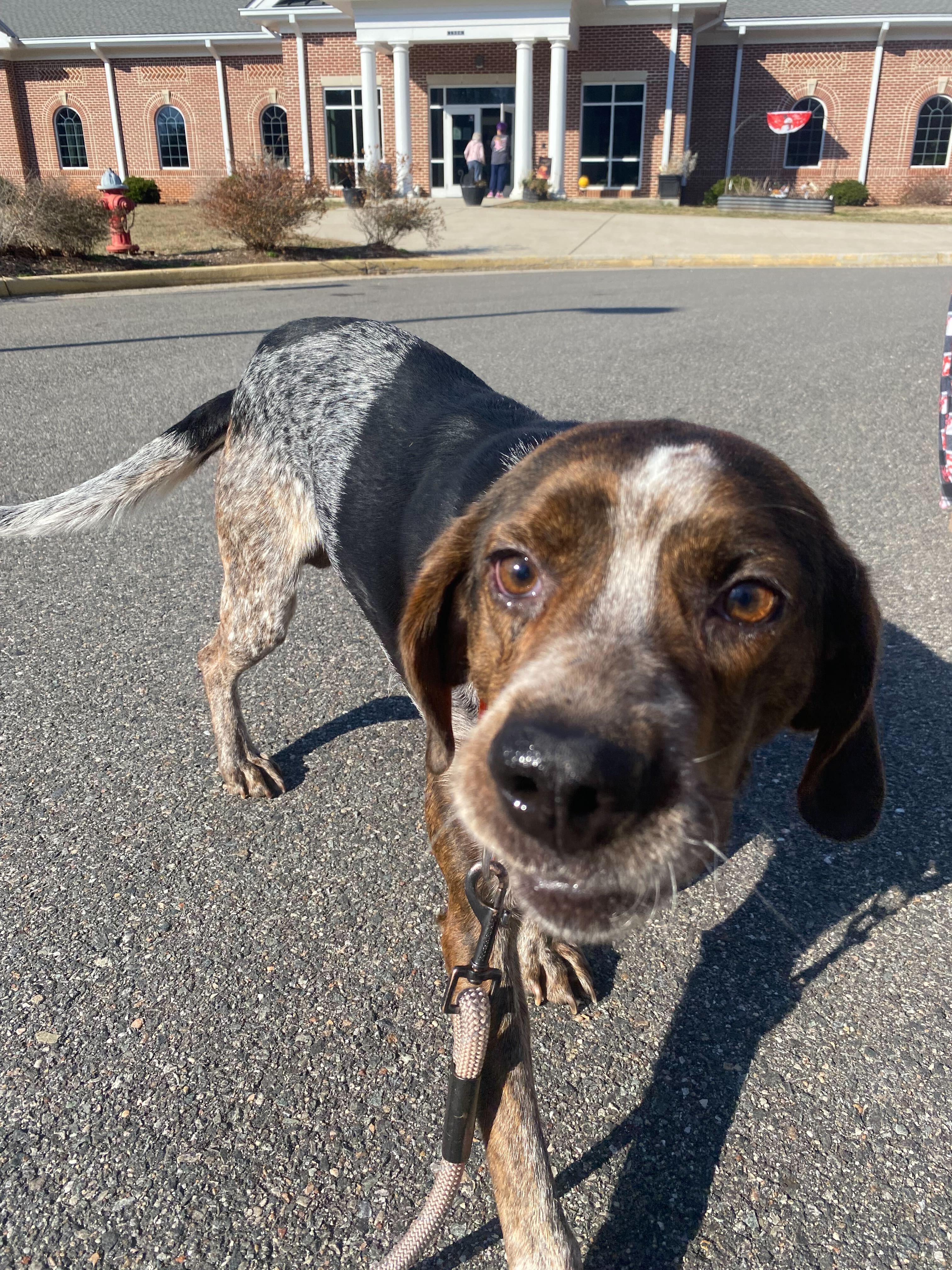 Enlarge Mr. Kimble , a ADOPTABLE mixed breed in Maidens, VA image 2/3