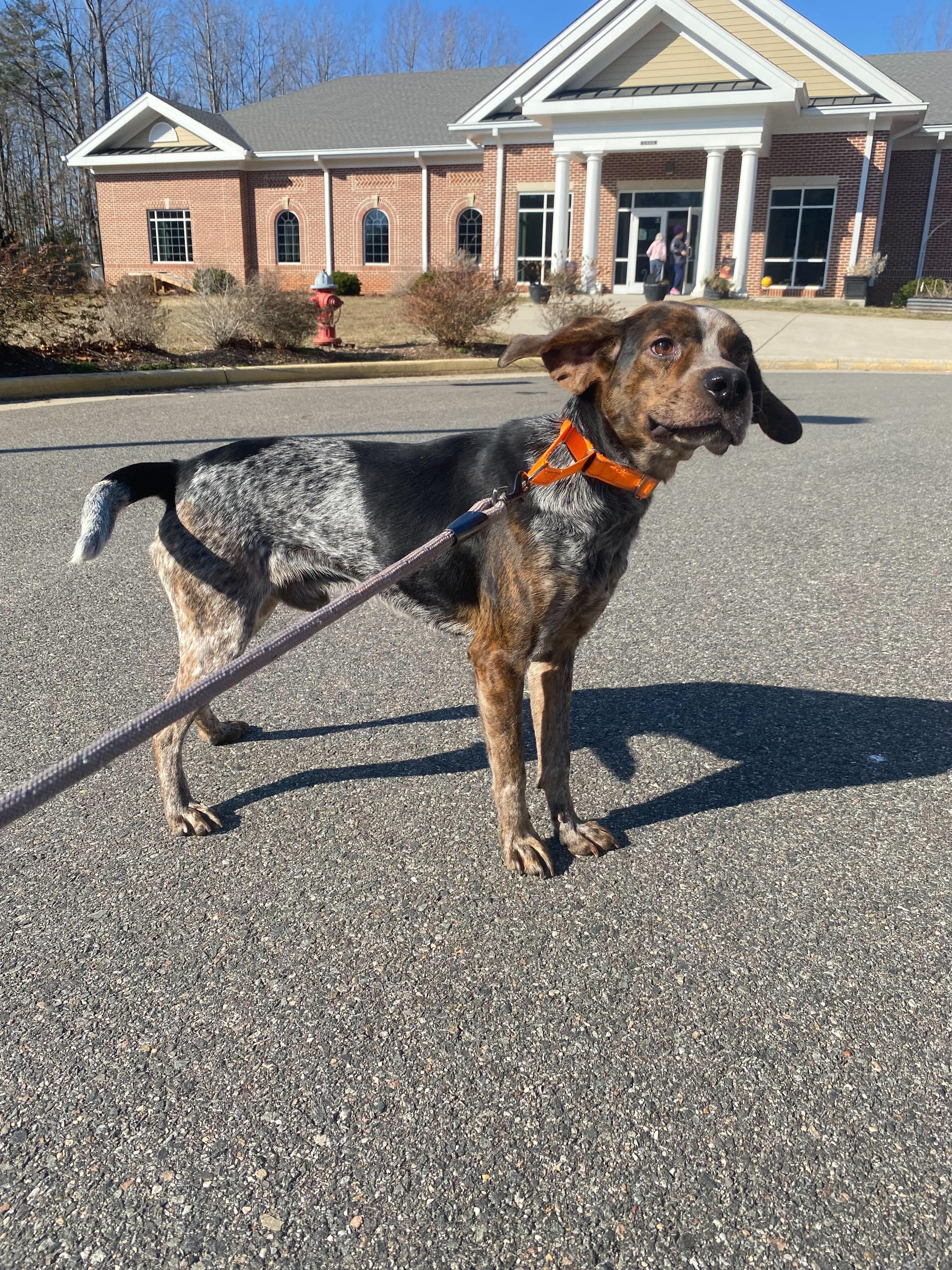 Enlarge Mr. Kimble , a ADOPTABLE mixed breed in Maidens, VA image 3/3
