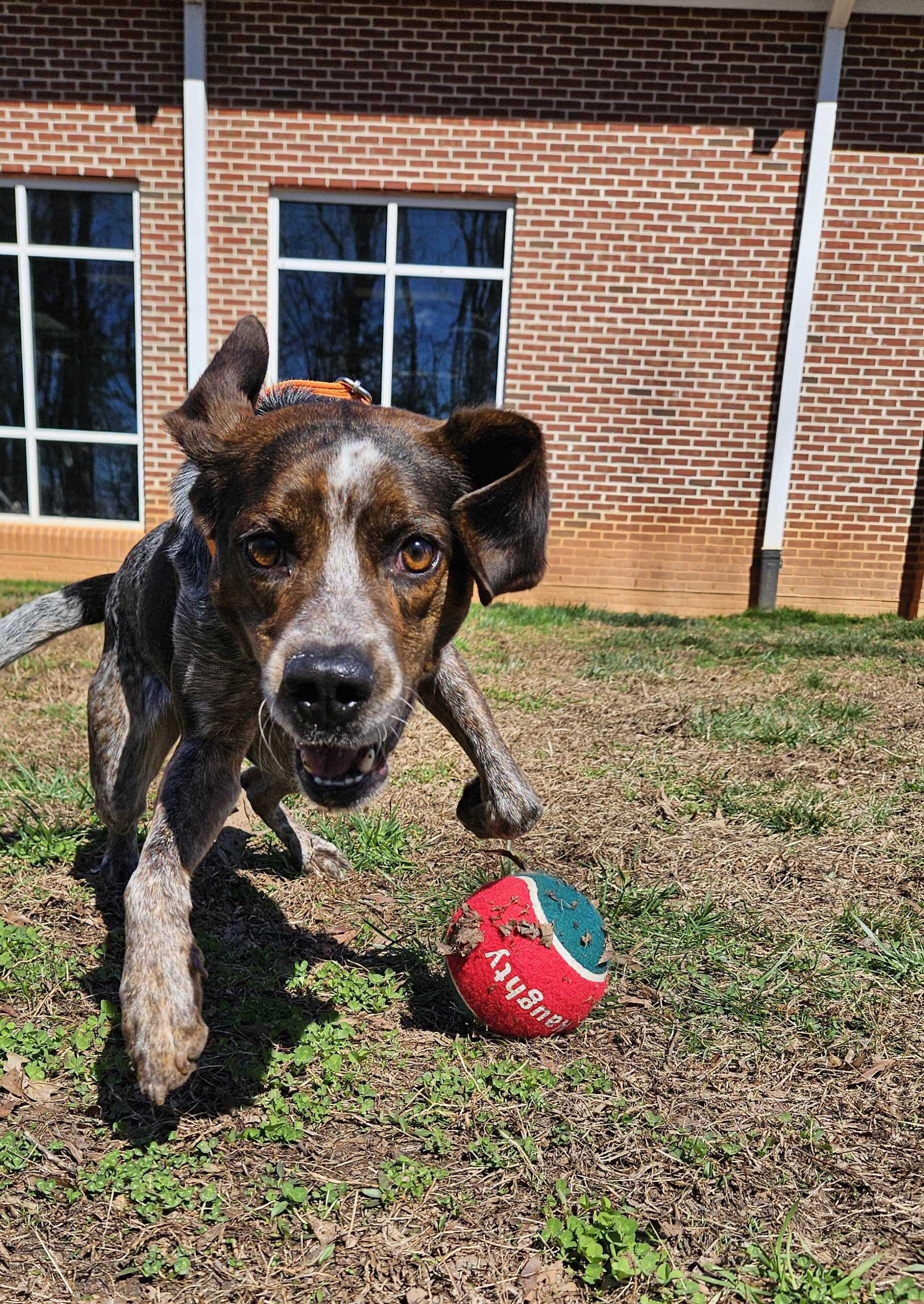 Mr. Kimble , adoptable, Adult Male Bluetick Coonhound.