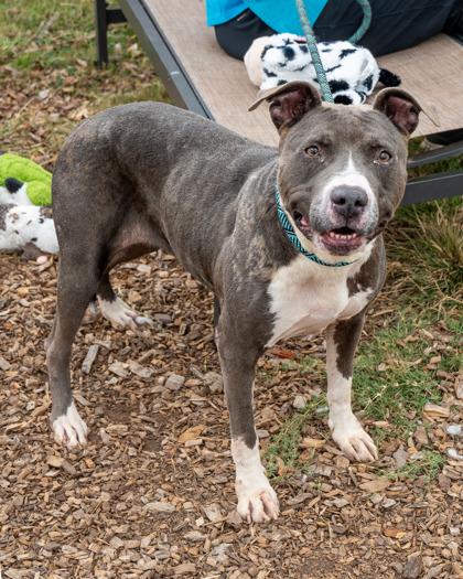 Enlarge Mirage- IN FOSTER, a Adoptable Mixed Breed in Chamblee, GA image 1/3