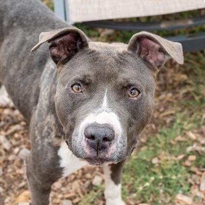 Enlarge Mirage- IN FOSTER, a Adoptable Mixed Breed in Chamblee, GA image 1/4