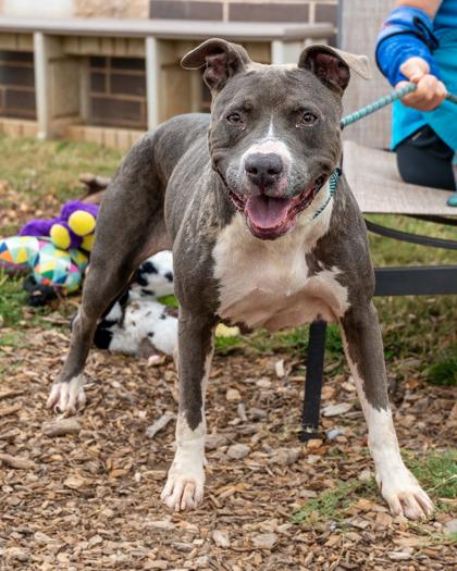 Enlarge Mirage- IN FOSTER, a Adoptable Mixed Breed in Chamblee, GA image 3/4