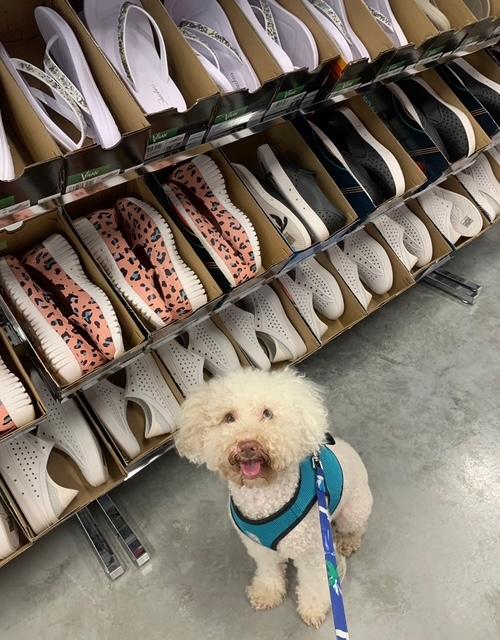 Ollie , ADOPTABLE, Adult Male Miniature Poodle.