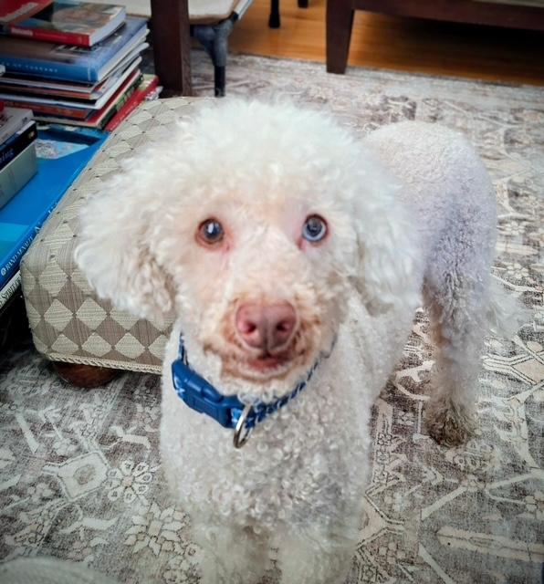 Ollie , an adopted Miniature Poodle in Maitland, FL image 2/3