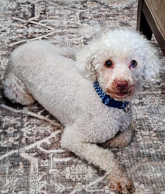 Ollie , an adopted Miniature Poodle in Maitland, FL image 1/3