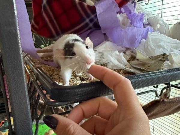 Chickadee & Opalite, ADOPTABLE, Adult Female Rat.