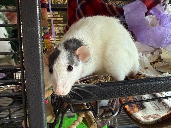 Chickadee & Opalite, a ADOPTABLE Rat in Old Lyme, CT image 2/6