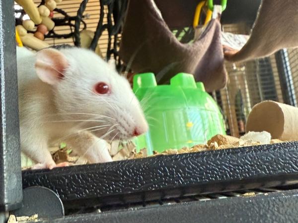 Chickadee & Opalite, a ADOPTABLE Rat in Old Lyme, CT image 3/6