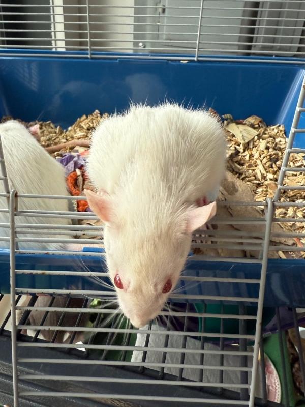 Chickadee & Opalite, a ADOPTABLE Rat in Old Lyme, CT image 4/6