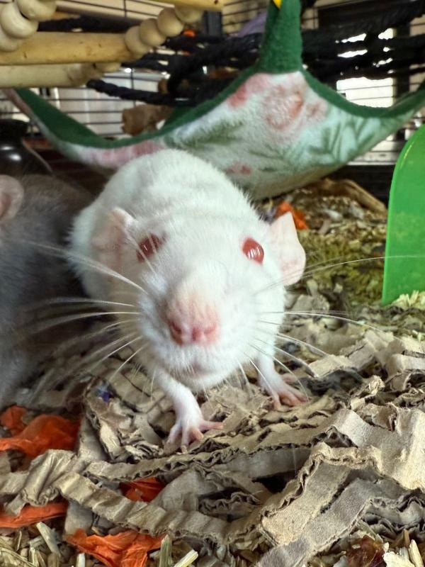 Chickadee & Opalite, a ADOPTABLE Rat in Old Lyme, CT image 5/6