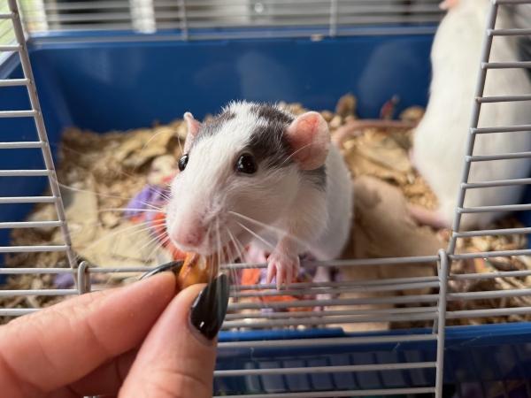 Chickadee & Opalite, a ADOPTABLE Rat in Old Lyme, CT image 6/6