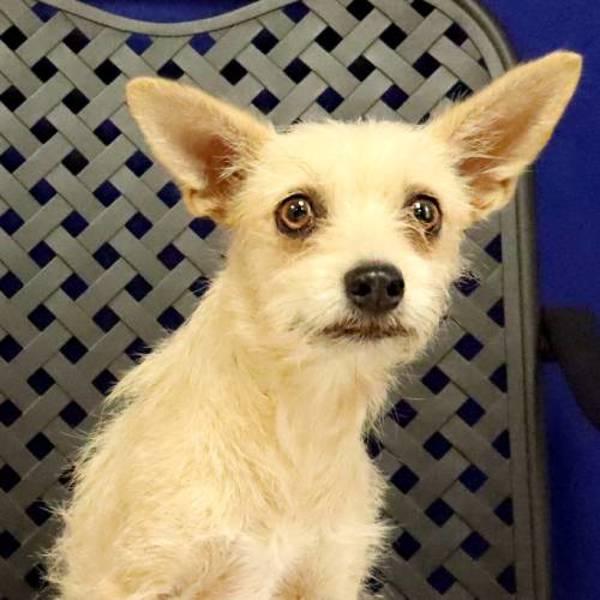 Fizz, Adoptable, Adult Female Cairn Terrier.