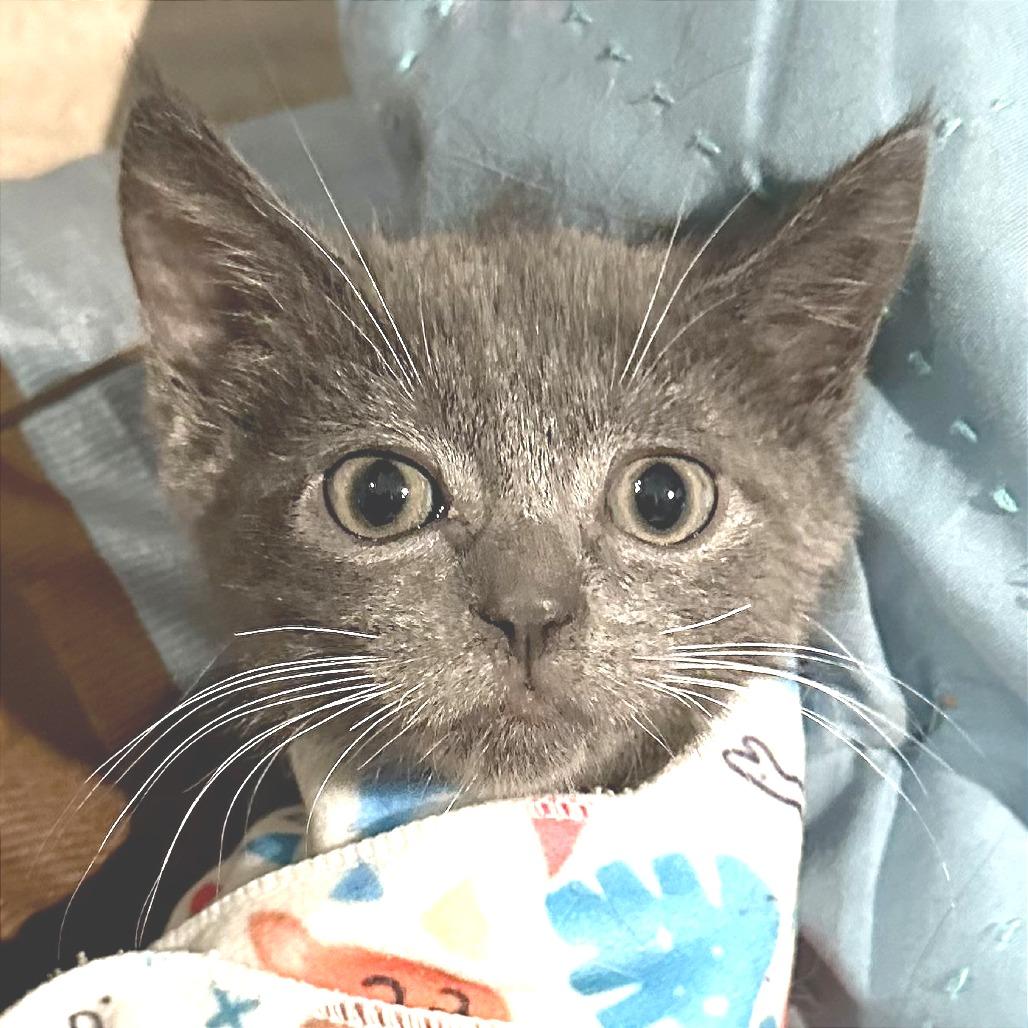 Enlarge Flicka, a Adoptable Domestic Short Hair in Cumming, GA image 3/6