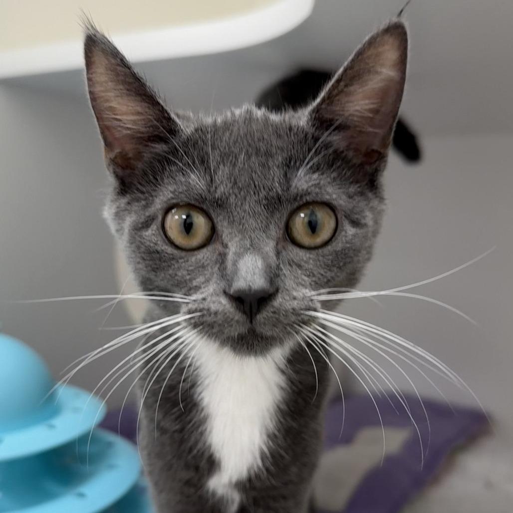 Enlarge Flicka, a Adoptable Domestic Short Hair in Cumming, GA image 4/6