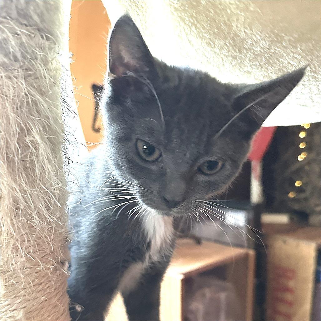 Enlarge Flicka, a Adoptable Domestic Short Hair in Cumming, GA image 5/6