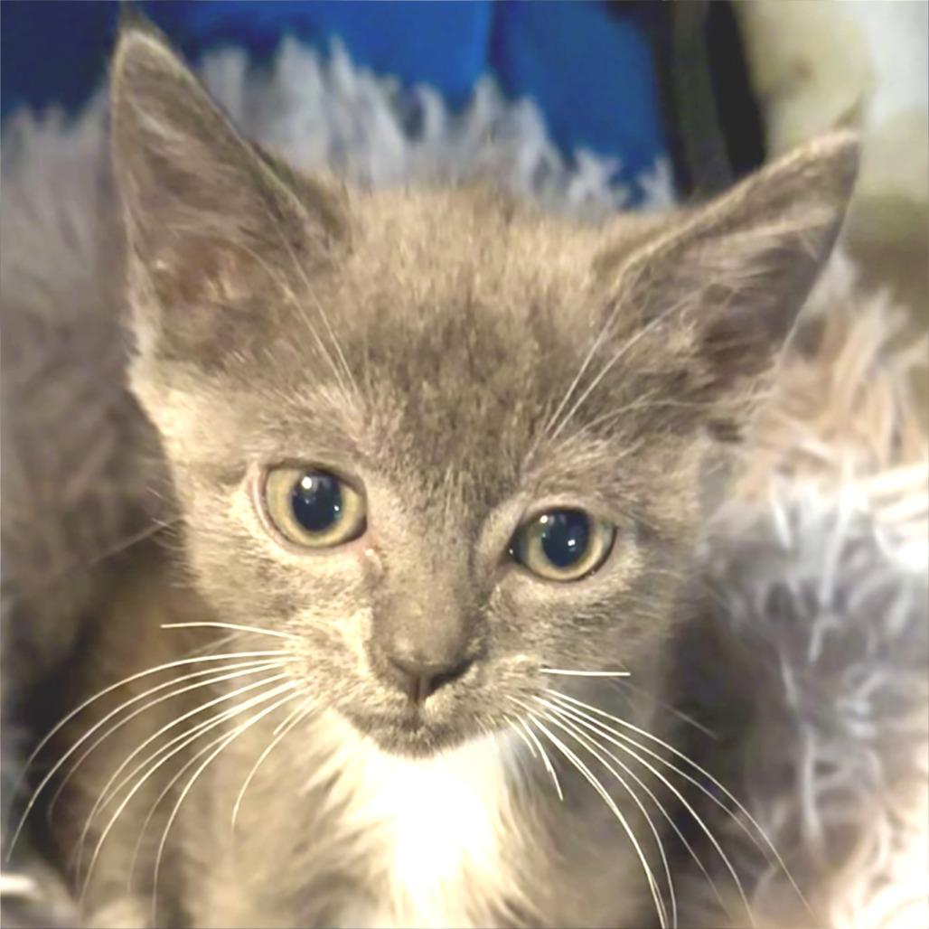 Enlarge Flicka, a Adoptable Domestic Short Hair in Cumming, GA image 6/6