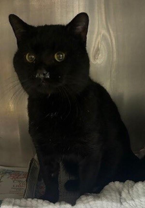 26-02-0326 Eugene, Adoptable, Adult Male Domestic Short Hair.