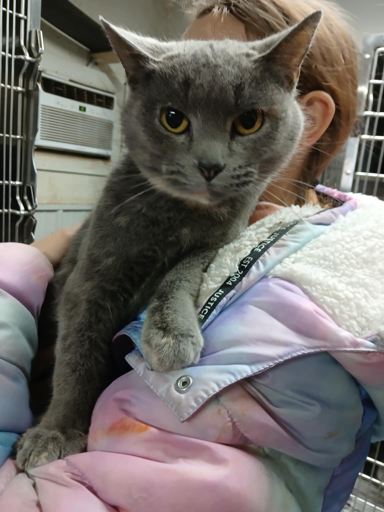 Enlarge Tulip, a Adoptable Domestic Short Hair in Princeton, IN image 1/1