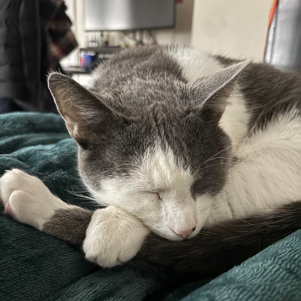 Dempster, ADOPTABLE, Adult Male Domestic Short Hair.