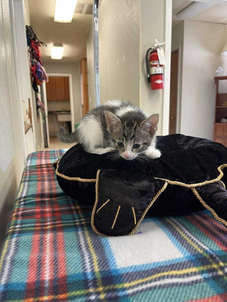 Halloween Kitties : Cobweb, Adoptable, Kitten Male Domestic Short Hair.