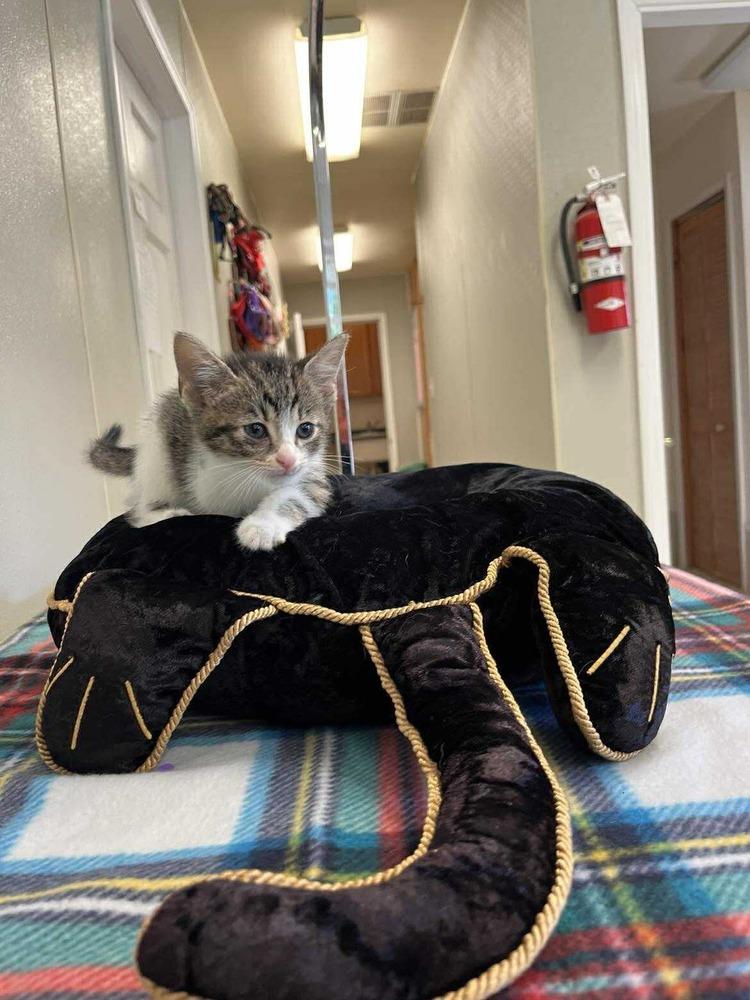 Halloween Kitties : Cobweb, a Adoptable Domestic Short Hair in Osgood, IN image 3/4