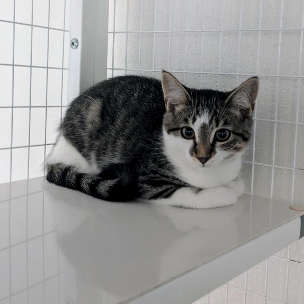 Ochoco, a Adoptable Domestic Short Hair in Portland, OR image 1/3