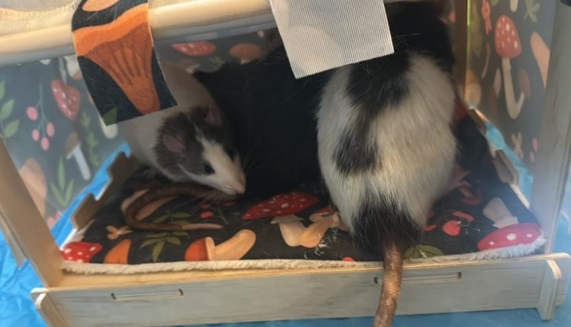 Group of five rats, a ADOPTABLE Rat in West Chester, OH image 4/4