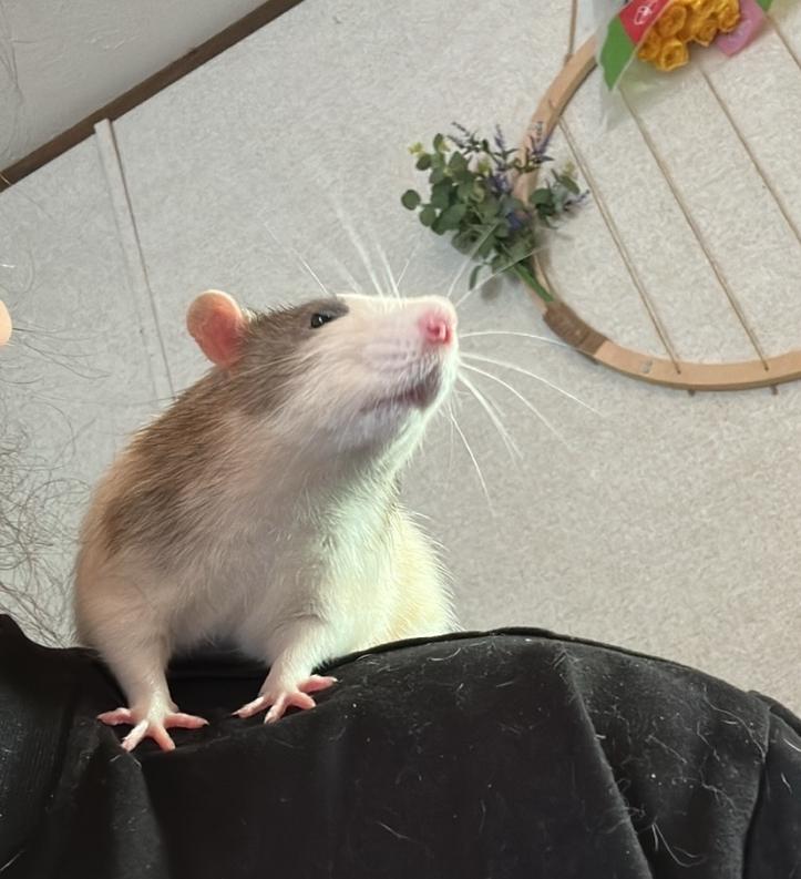 Group of five rats, a ADOPTABLE Rat in West Chester, OH image 2/4