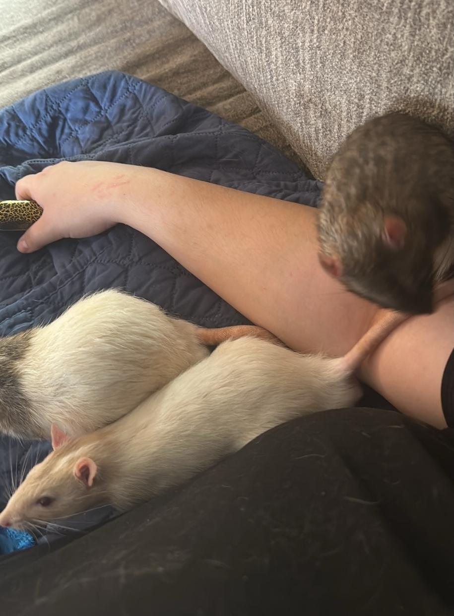 Group of five rats, a ADOPTABLE Rat in West Chester, OH image 3/4