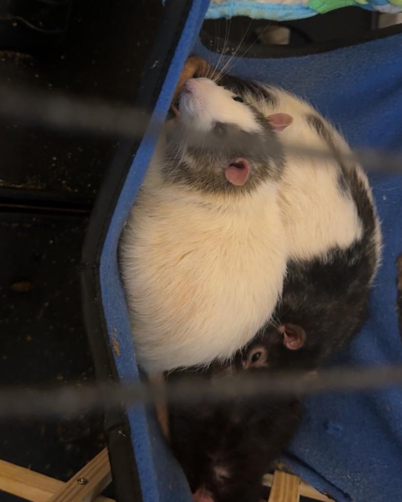 Group of five rats, ADOPTABLE, Adult Male Rat.