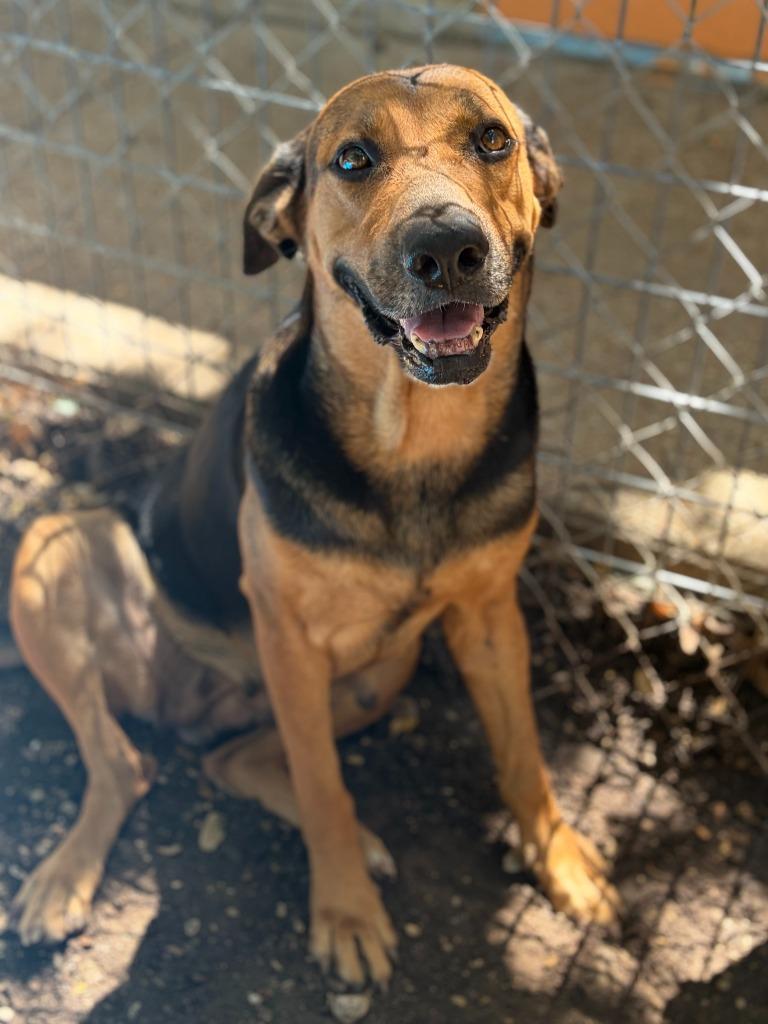 Fidler - B (Gummie), Adoptable, Adult Female Mixed Breed & Shepherd.
