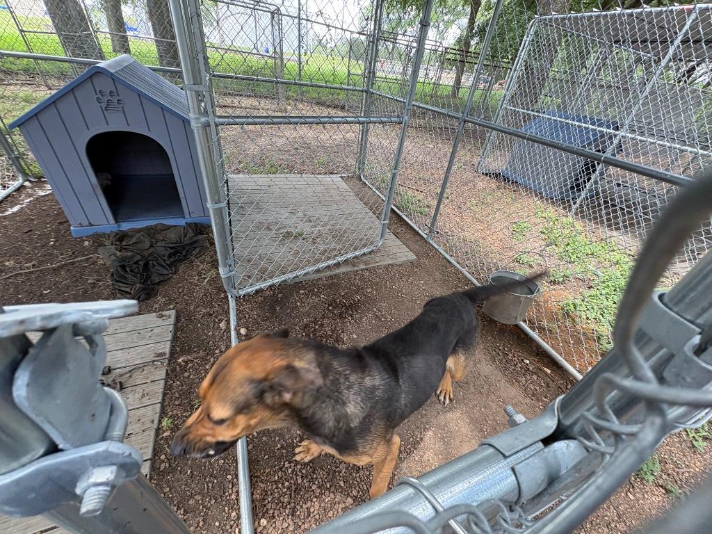 Enlarge Fidler - B (Gummie), a Adoptable mixed breed in Lockhart, TX image 2/6