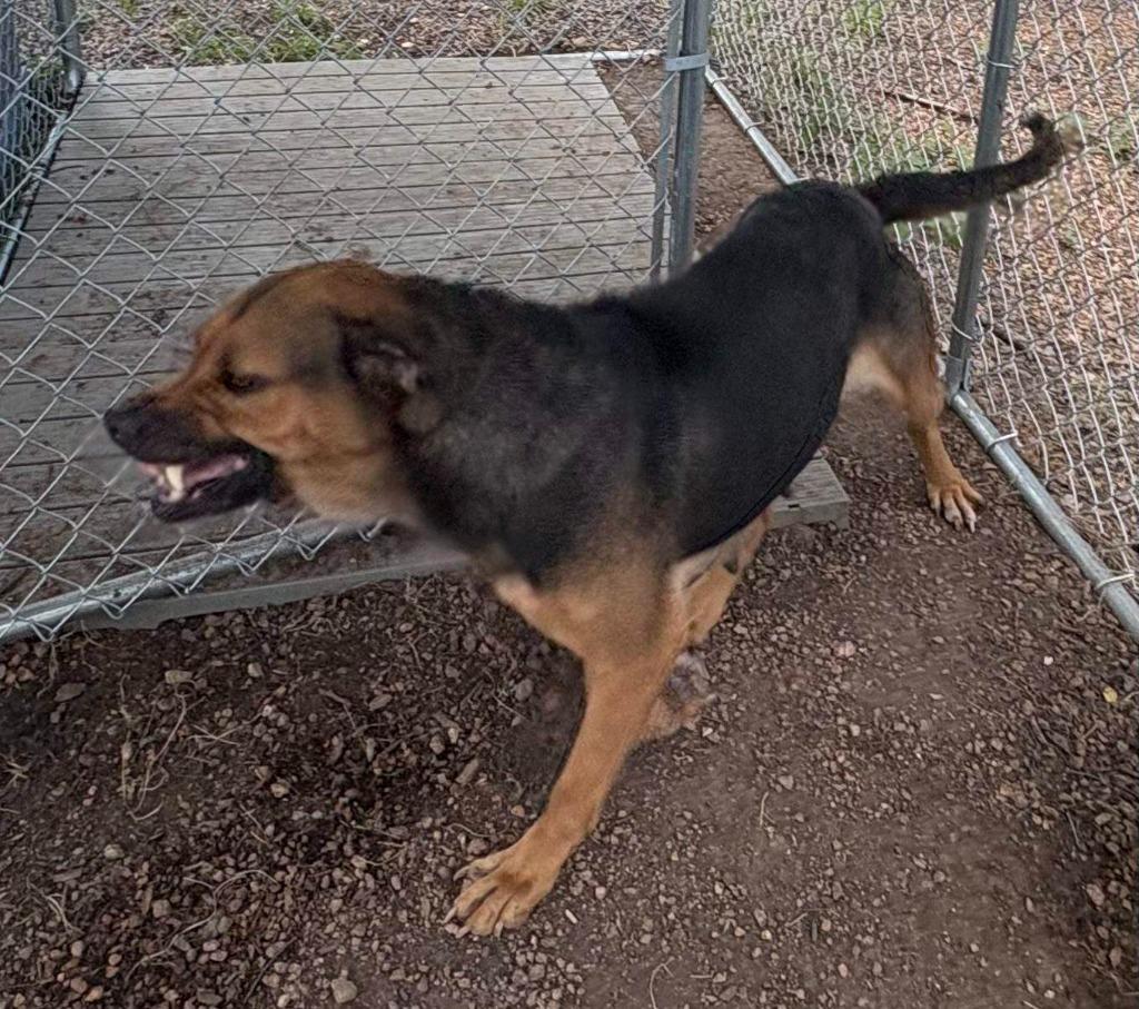 Enlarge Fidler - B (Gummie), a Adoptable mixed breed in Lockhart, TX image 3/6