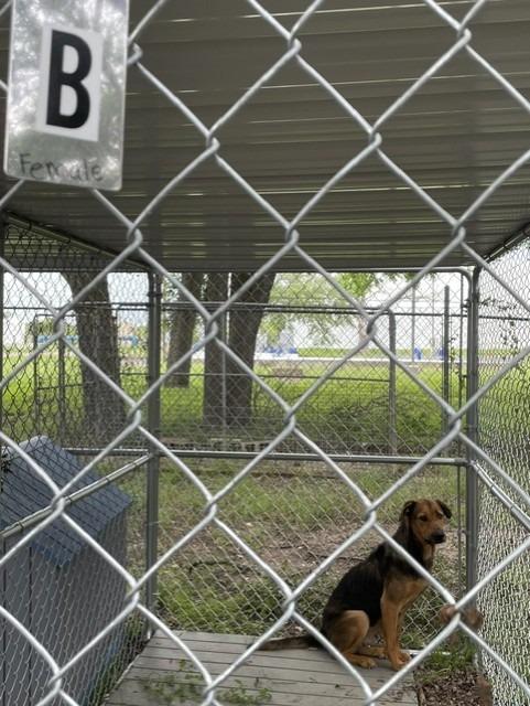 Enlarge Fidler - B (Gummie), a Adoptable mixed breed in Lockhart, TX image 5/6