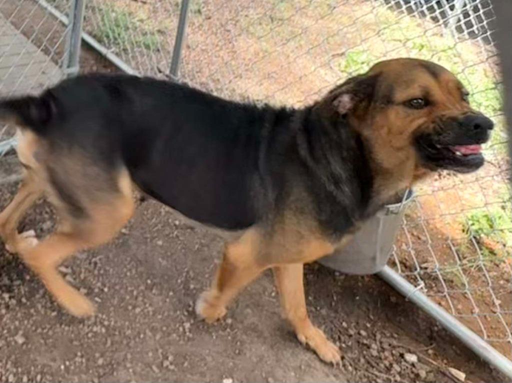 Enlarge Fidler - B (Gummie), a Adoptable mixed breed in Lockhart, TX image 6/6