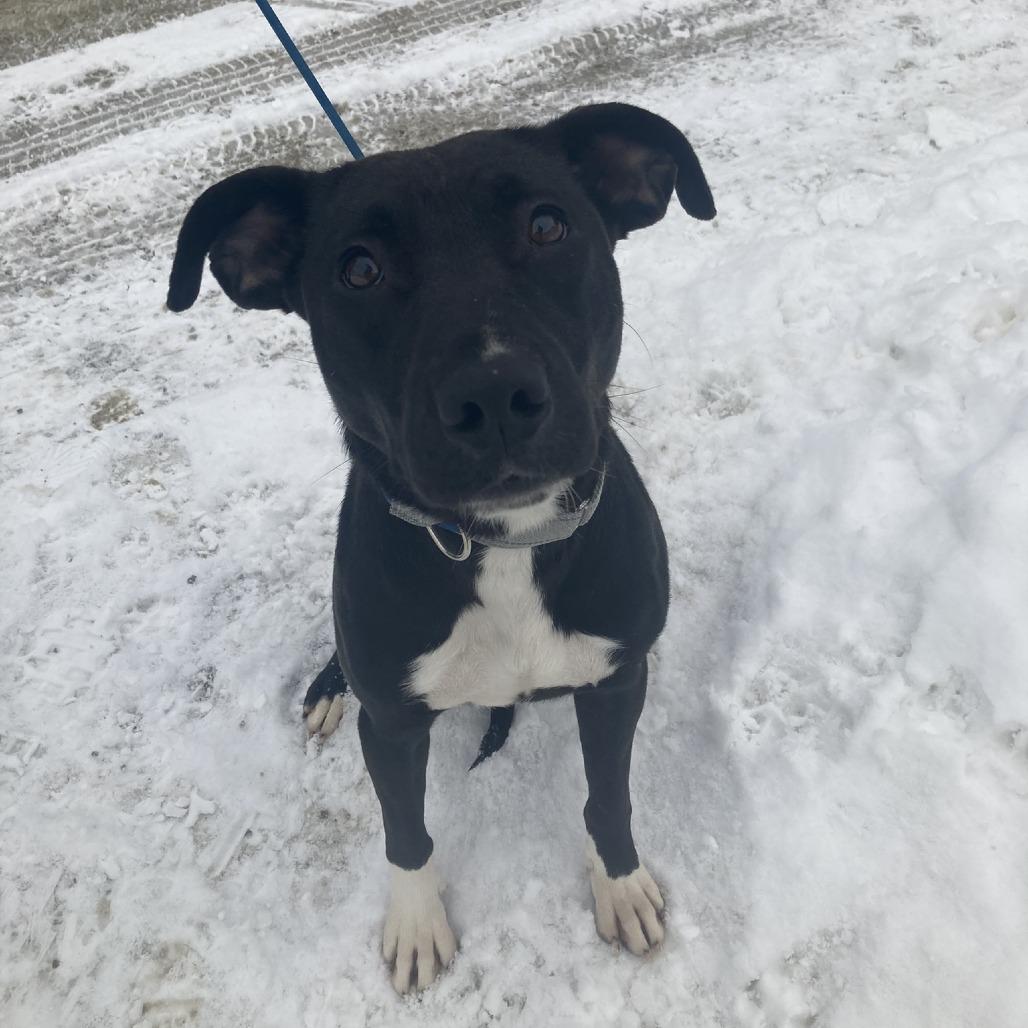 Boots, Adoptable, Adult Female Pit Bull Terrier & Mixed Breed.